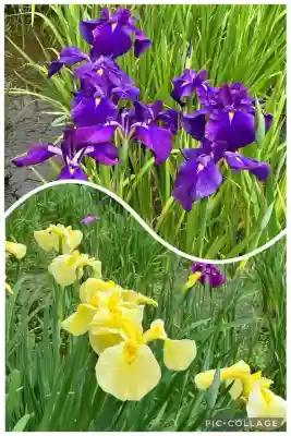 本土寺(千葉県)