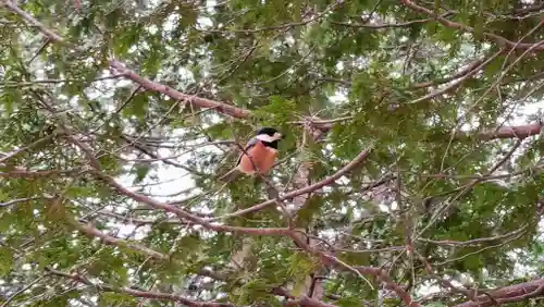 上川神社の動物