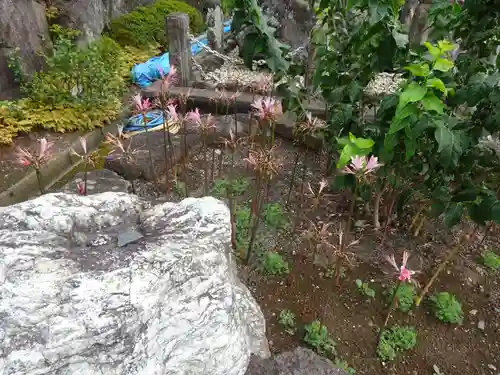 横浜　西方寺の自然