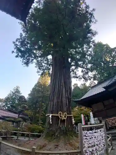 北口本宮冨士浅間神社の自然