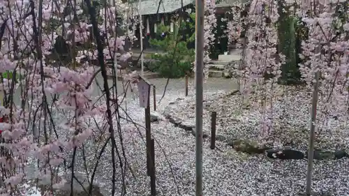 平野神社の自然