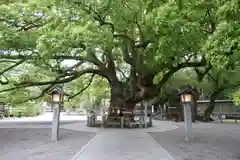 大麻比古神社の自然