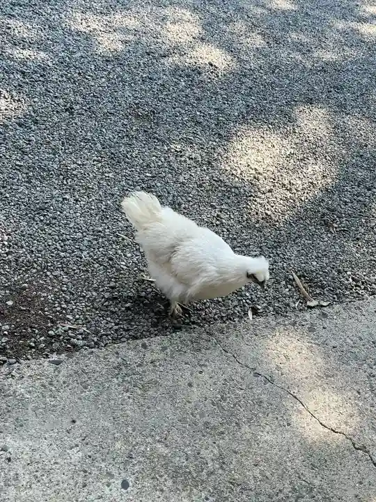 高屋敷稲荷神社の動物