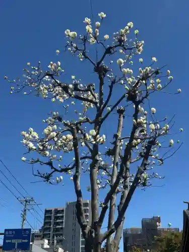 根津神社の{uncategorized: "未分類", other: "その他", undefined: "問題あり", building: "その他建物", grave: "お墓", sacred_gate: "鳥居", guardian: "狛犬", statue: "像", buddha: "仏像", history: "歴史", nature: "自然", garden: "庭園", animal: "動物", pagoda: "塔", temizu: "手水舎", mountain_gate: "山門・神門", sanctuary: "本殿・本堂", subordinate: "末社・摂社", art: "芸術", scenery: "景色", jizo: "地蔵", ema: "絵馬", goshuin: "御朱印", omikuji: "おみくじ", items: "授与品その他", amulet: "お守り", goshuincho: "御朱印帳", eats: "食事", festival: "お祭り", votive_dance: "神楽", shichigosan: "七五三参", wedding: "結婚式", experience: "体験その他", initially: "初詣", around: "周辺", anti_infection: "感染症対策"}