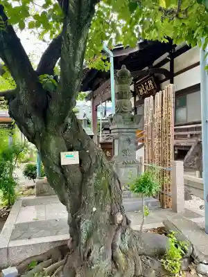 宗林寺(東京都)