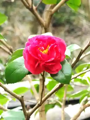 瑞泉寺(神奈川県)