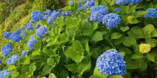 三室戸寺の庭園