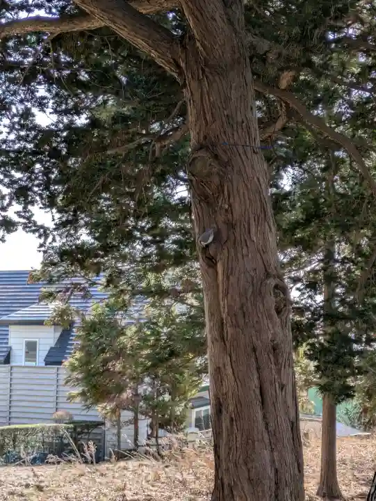 神山稲荷神社の{uncategorized: "未分類", other: "その他", undefined: "問題あり", building: "その他建物", grave: "お墓", sacred_gate: "鳥居", guardian: "狛犬", statue: "像", buddha: "仏像", history: "歴史", nature: "自然", garden: "庭園", animal: "動物", pagoda: "塔", temizu: "手水舎", mountain_gate: "山門・神門", sanctuary: "本殿・本堂", subordinate: "末社・摂社", art: "芸術", scenery: "景色", jizo: "地蔵", ema: "絵馬", goshuin: "御朱印", omikuji: "おみくじ", items: "授与品その他", amulet: "お守り", goshuincho: "御朱印帳", eats: "食事", festival: "お祭り", votive_dance: "神楽", shichigosan: "七五三参", wedding: "結婚式", experience: "体験その他", initially: "初詣", around: "周辺", anti_infection: "感染症対策"}