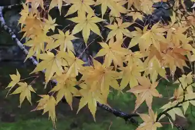 酬恩庵一休寺の自然