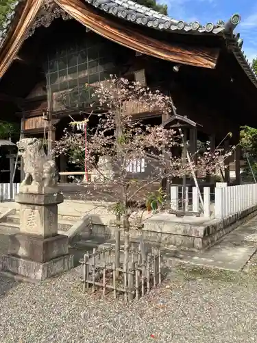 白山神社（木曽川町黒田）の自然
