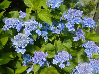 理智光寺跡（理智光寺址）＜史跡＞の自然