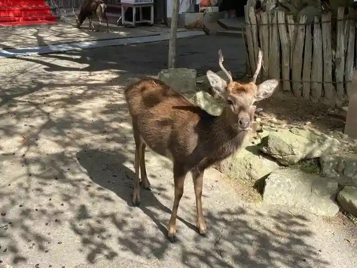 金華山黄金山神社(宮城県)