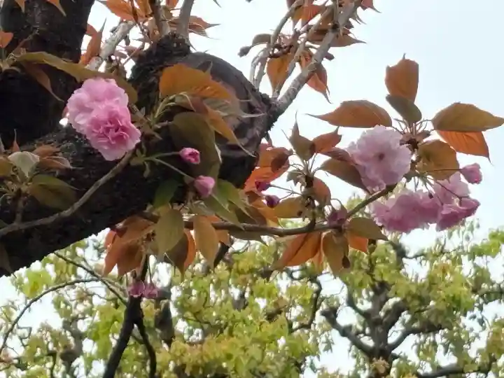 長専院不動寺(出世不動尊)(東京都)