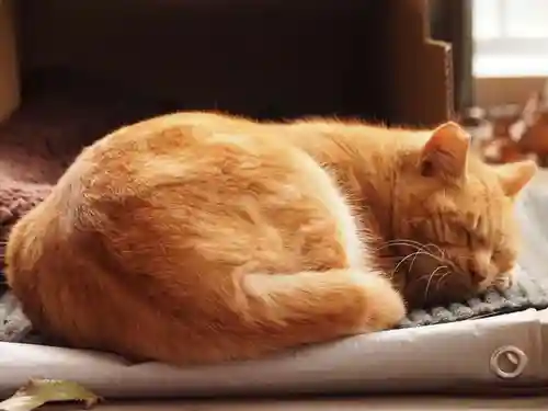 天王山 安楽寺の動物