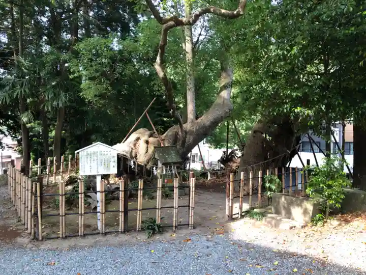 草薙神社の自然