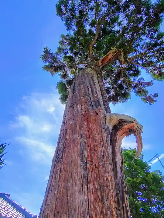 八剱神社(更屋敷)の自然