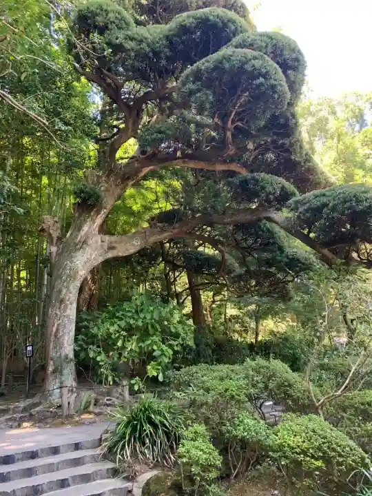 報国寺(神奈川県)