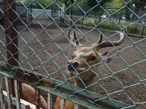 相州春日神社の動物