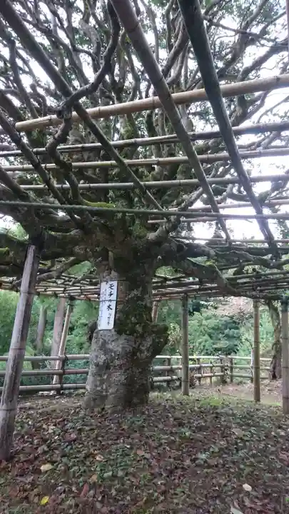 宝厳寺の自然