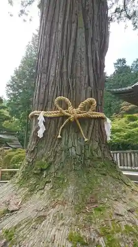 北口本宮冨士浅間神社の自然