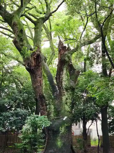 生田神社の自然