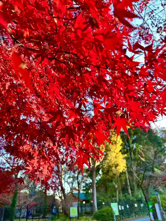 深大寺(東京都)