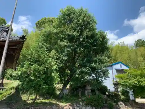 暮明御厨神明社の自然