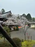 毘沙門堂門跡の{uncategorized: "未分類", other: "その他", undefined: "問題あり", building: "その他建物", grave: "お墓", sacred_gate: "鳥居", guardian: "狛犬", statue: "像", buddha: "仏像", history: "歴史", nature: "自然", garden: "庭園", animal: "動物", pagoda: "塔", temizu: "手水舎", mountain_gate: "山門・神門", sanctuary: "本殿・本堂", subordinate: "末社・摂社", art: "芸術", scenery: "景色", jizo: "地蔵", ema: "絵馬", goshuin: "御朱印", omikuji: "おみくじ", items: "授与品その他", amulet: "お守り", goshuincho: "御朱印帳", eats: "食事", festival: "お祭り", votive_dance: "神楽", shichigosan: "七五三参", wedding: "結婚式", experience: "体験その他", initially: "初詣", around: "周辺", anti_infection: "感染症対策"}