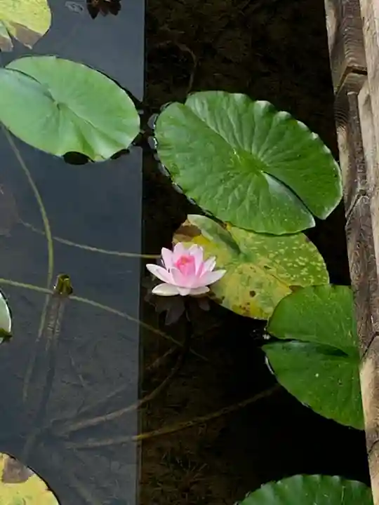 熊野堂神社の自然