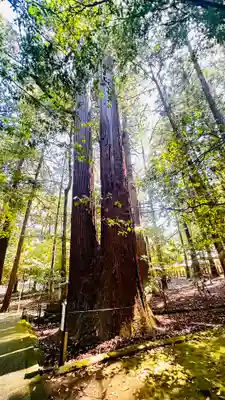 若狭彦神社（上社）(福井県)