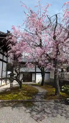 妙顯寺（妙顕寺）(京都府)