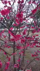 北野天神社の自然