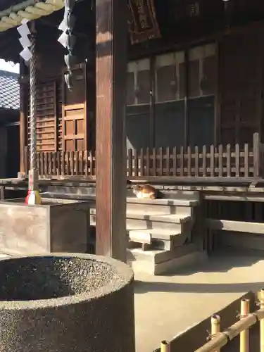 真間稲荷神社の動物