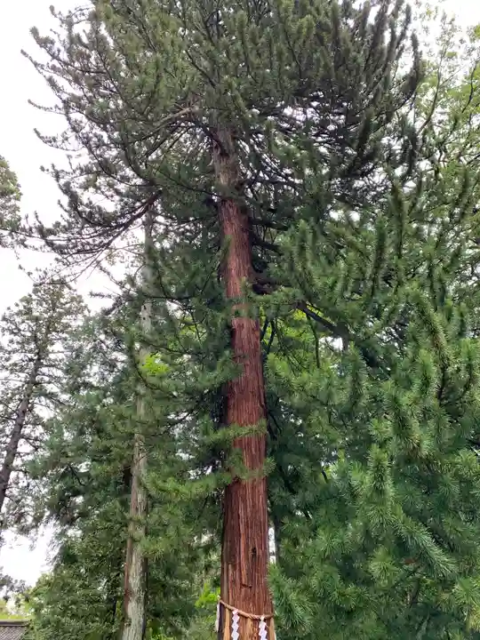 大崎八幡宮の自然