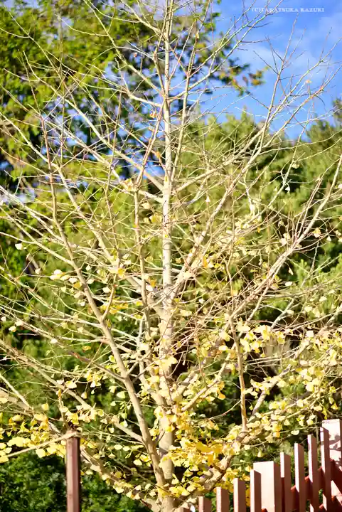 鶴岡八幡宮の自然