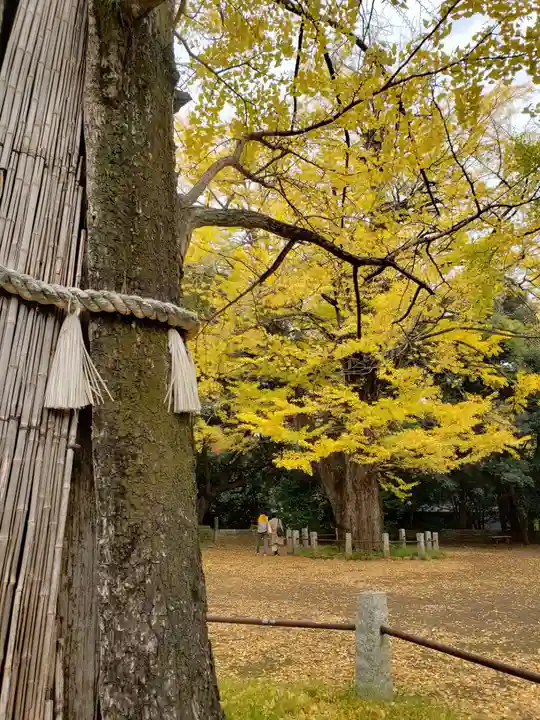 赤坂氷川神社の自然