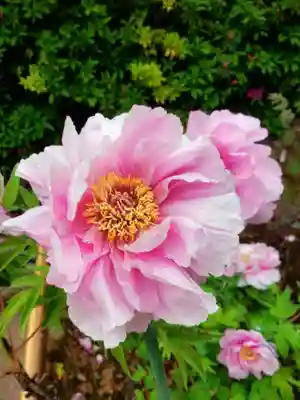 禅定院(東京都)