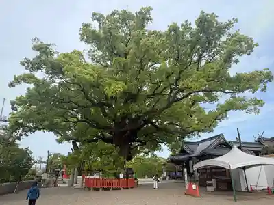 百舌鳥八幡宮(大阪府)