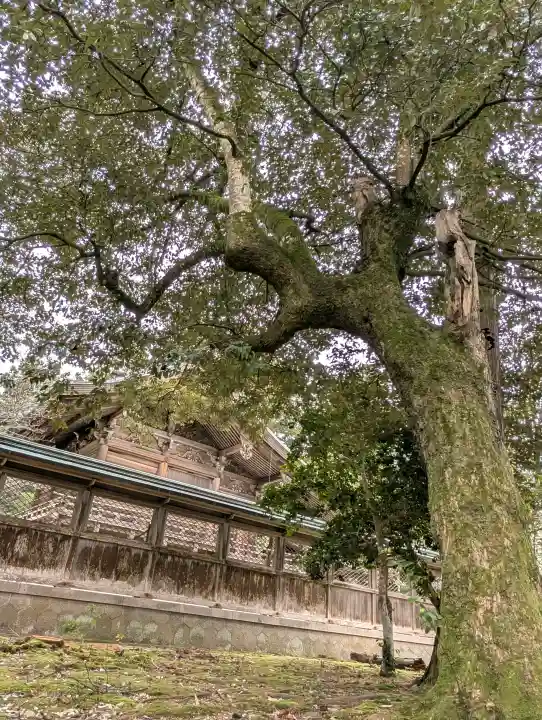 出石神社の{uncategorized: "未分類", other: "その他", undefined: "問題あり", building: "その他建物", grave: "お墓", sacred_gate: "鳥居", guardian: "狛犬", statue: "像", buddha: "仏像", history: "歴史", nature: "自然", garden: "庭園", animal: "動物", pagoda: "塔", temizu: "手水舎", mountain_gate: "山門・神門", sanctuary: "本殿・本堂", subordinate: "末社・摂社", art: "芸術", scenery: "景色", jizo: "地蔵", ema: "絵馬", goshuin: "御朱印", omikuji: "おみくじ", items: "授与品その他", amulet: "お守り", goshuincho: "御朱印帳", eats: "食事", festival: "お祭り", votive_dance: "神楽", shichigosan: "七五三参", wedding: "結婚式", experience: "体験その他", initially: "初詣", around: "周辺", anti_infection: "感染症対策"}