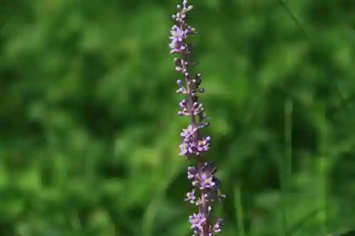 愛宕神社の自然