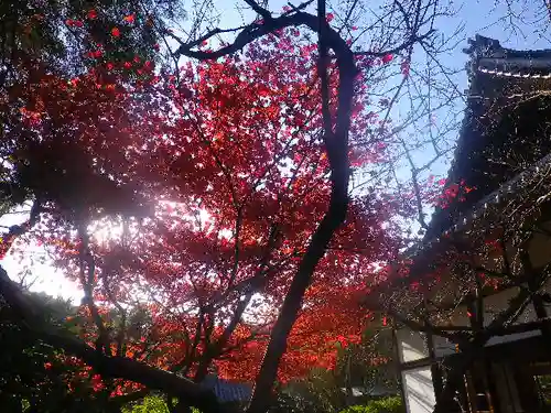 浄光明寺の自然