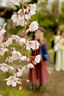 賀茂別雷神社（上賀茂神社）の{uncategorized: "未分類", other: "その他", undefined: "問題あり", building: "その他建物", grave: "お墓", sacred_gate: "鳥居", guardian: "狛犬", statue: "像", buddha: "仏像", history: "歴史", nature: "自然", garden: "庭園", animal: "動物", pagoda: "塔", temizu: "手水舎", mountain_gate: "山門・神門", sanctuary: "本殿・本堂", subordinate: "末社・摂社", art: "芸術", scenery: "景色", jizo: "地蔵", ema: "絵馬", goshuin: "御朱印", omikuji: "おみくじ", items: "授与品その他", amulet: "お守り", goshuincho: "御朱印帳", eats: "食事", festival: "お祭り", votive_dance: "神楽", shichigosan: "七五三参", wedding: "結婚式", experience: "体験その他", initially: "初詣", around: "周辺", anti_infection: "感染症対策"}
