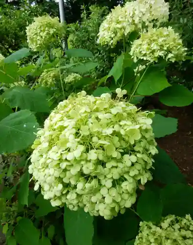 比布神社の自然