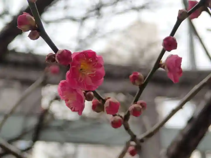 静岡天満宮の自然