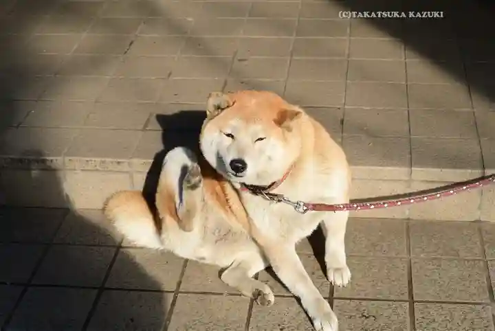 笠䅣稲荷神社(神奈川県)
