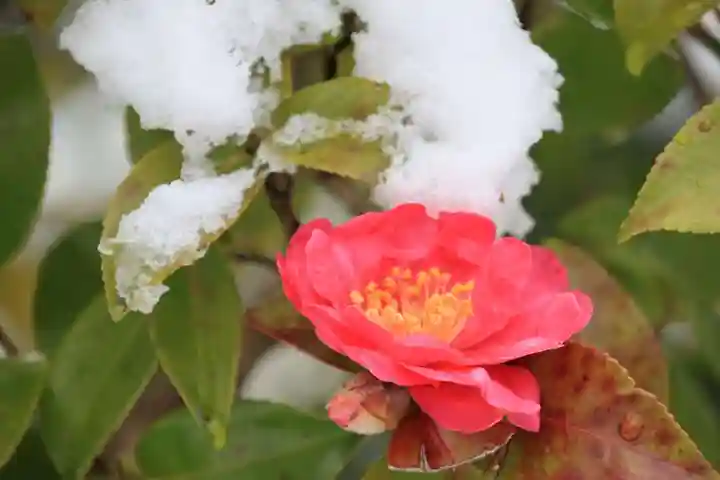 高屋敷稲荷神社の庭園