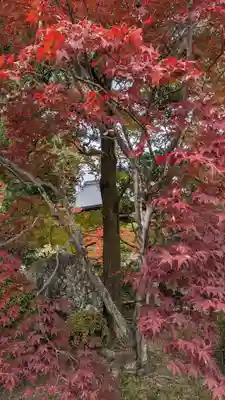 神光院(京都府)