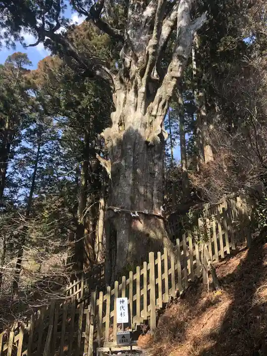 玉置神社の自然