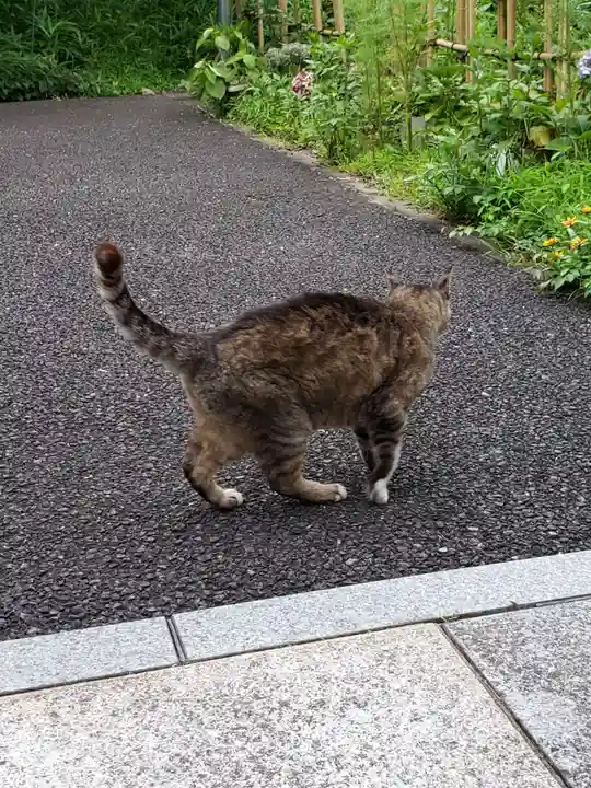 白金氷川神社(東京都)