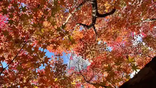 東福禅寺（東福寺）の自然